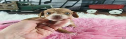 Dachshund dogs for sale: Nationwide delivery. Sugar pies red and white girl - Ad 5