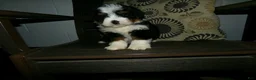 Mini Bernedoodle dogs for sale: Arnold - Ad 8