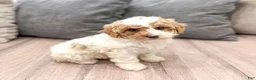 Miniature Poodle dogs for sale: Zoey - Ad 3