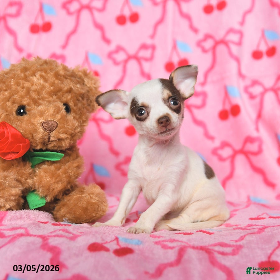 Chihuahua dogs Charlie - Ad 1