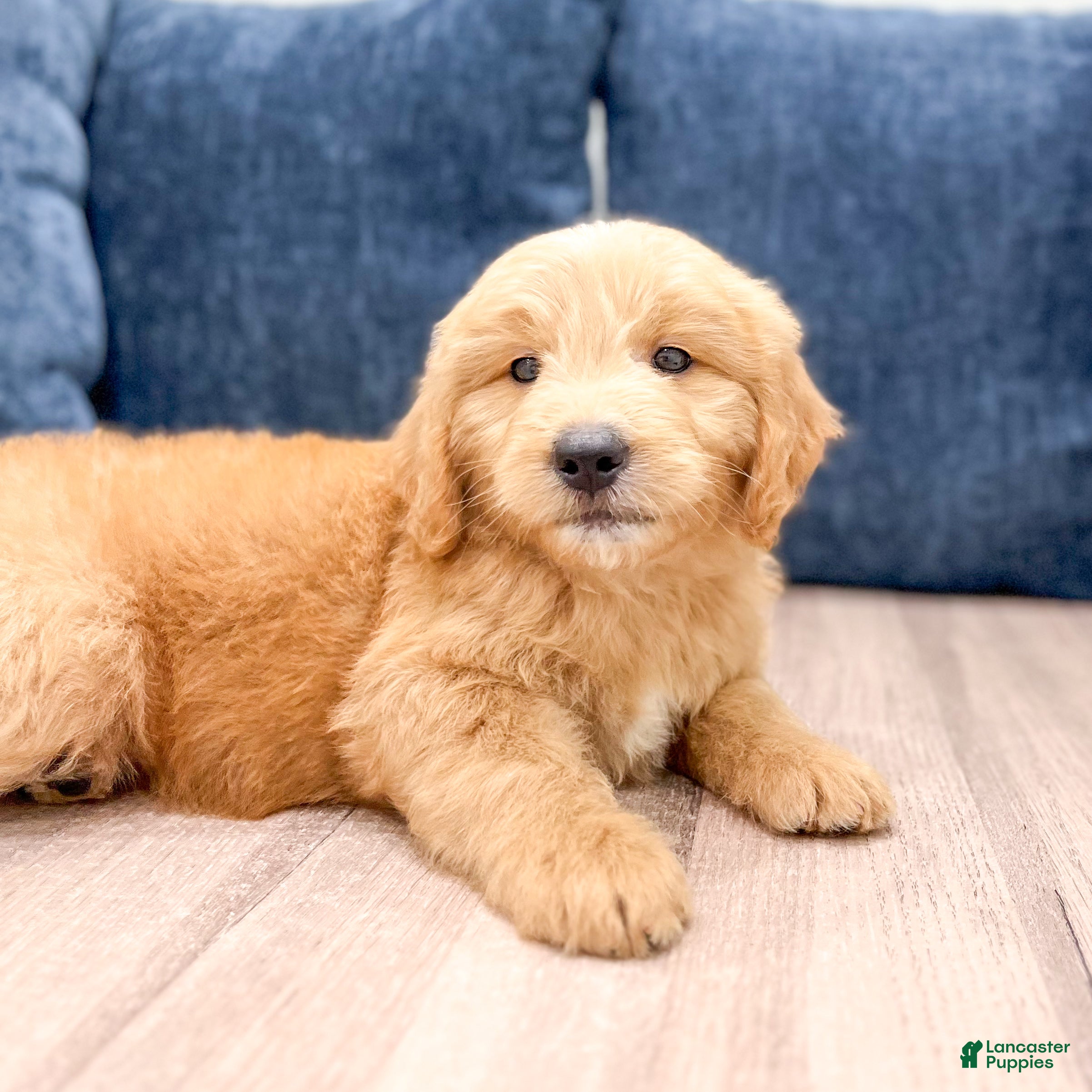 Mini Goldendoodle dogs Lawson - Ad 2
