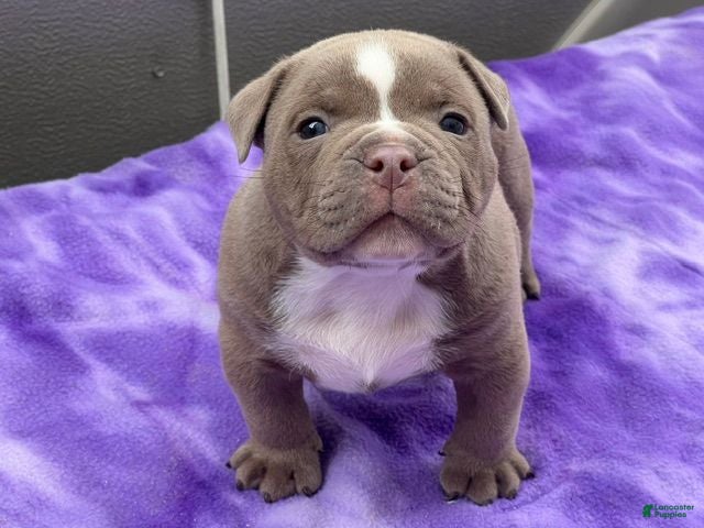 American Bully dogs American Bully 1 - Ad 2