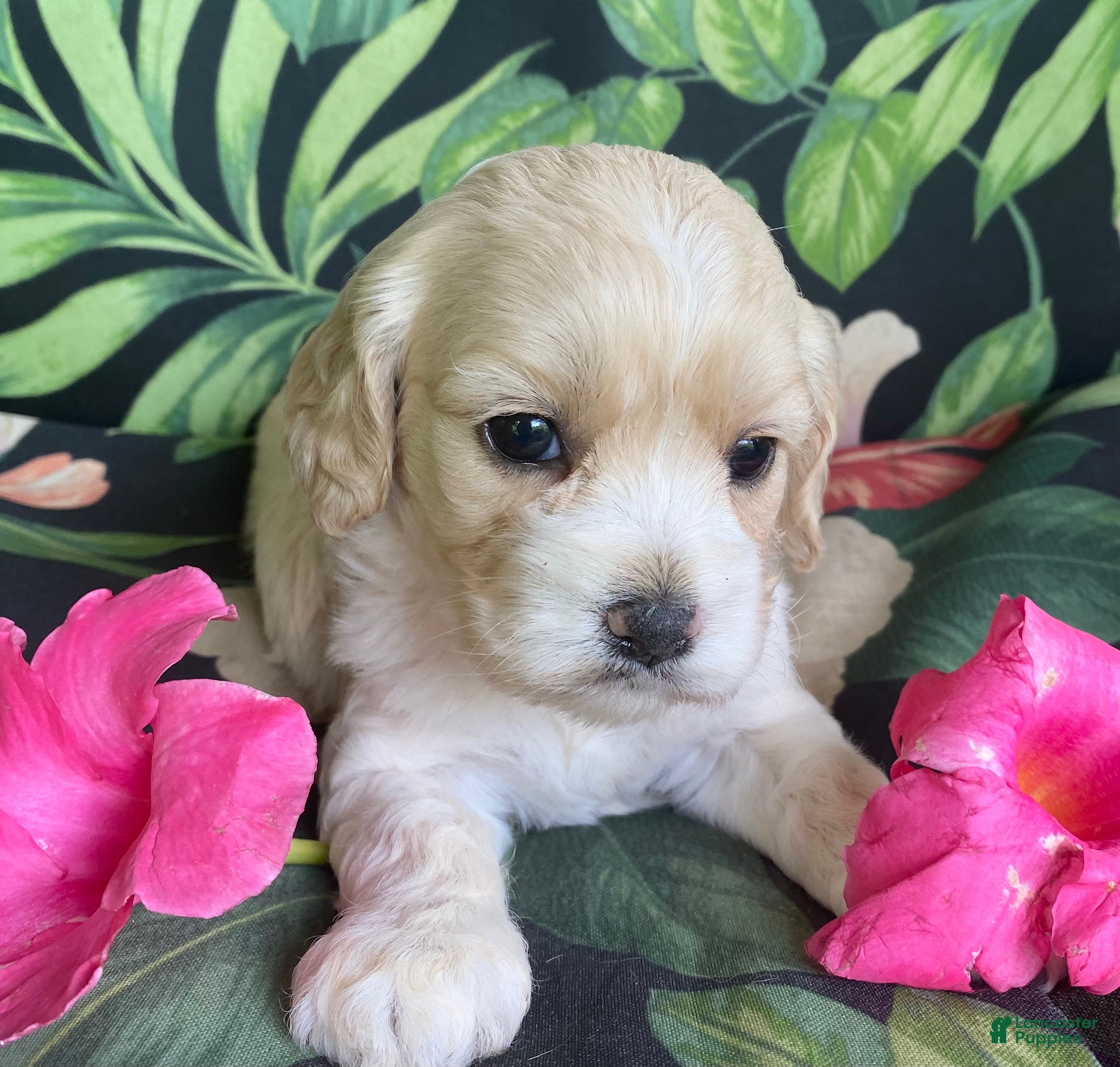 Cockapoo dogs Cockapoo Puppy 3 - Ad 35