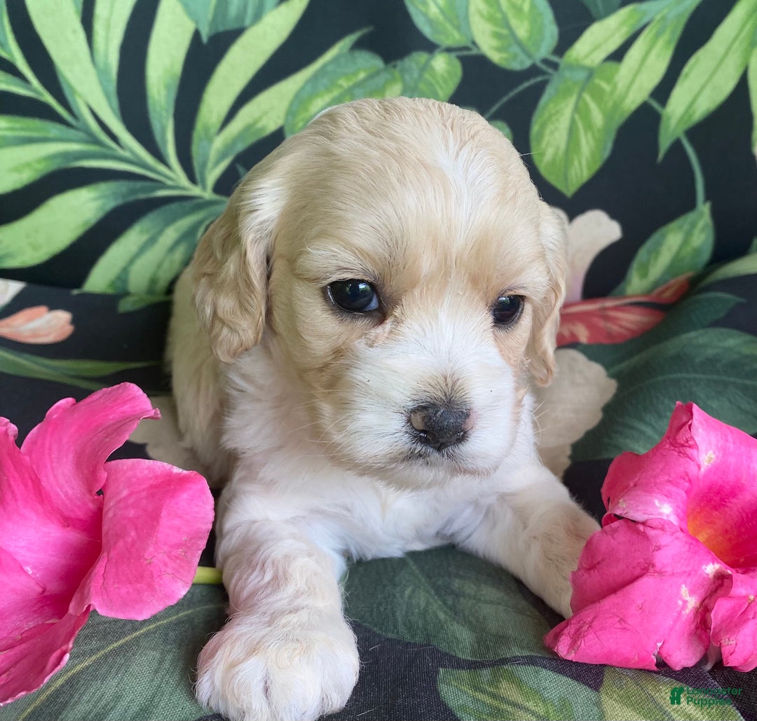 Cockapoo dogs for sale: Cockapoo Puppy 3 - Ad 1