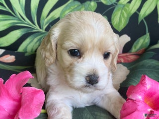 Cockapoo dogs Cockapoo Puppy 3 - Ad 1