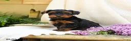 Yorkshire Terrier dogs for sale: Turner - Ad 1