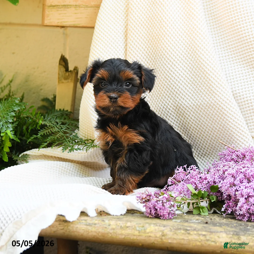 Yorkshire Terrier dogs for sale: Turner - Ad 1
