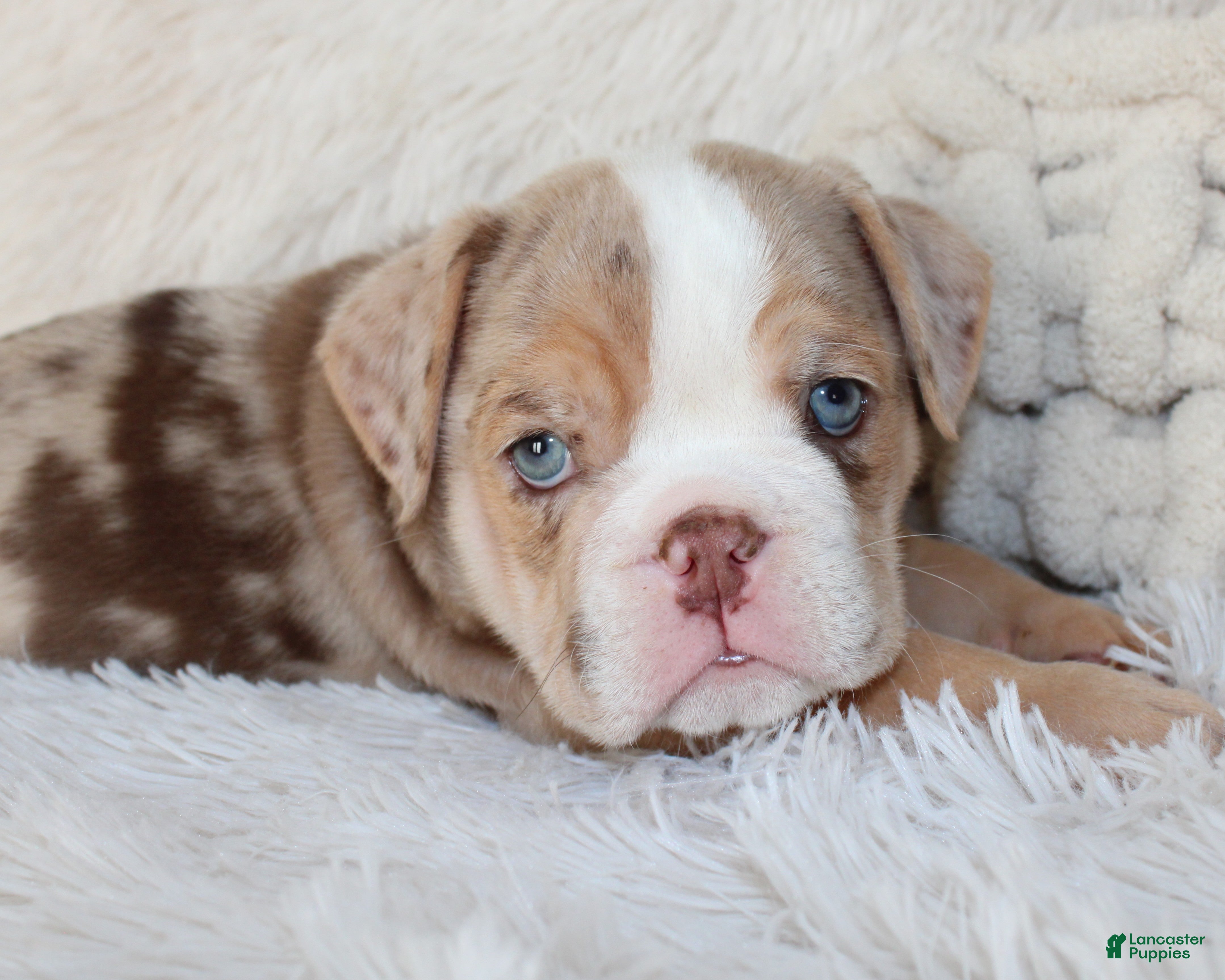 English Bulldog dogs Kipp - Ad 2