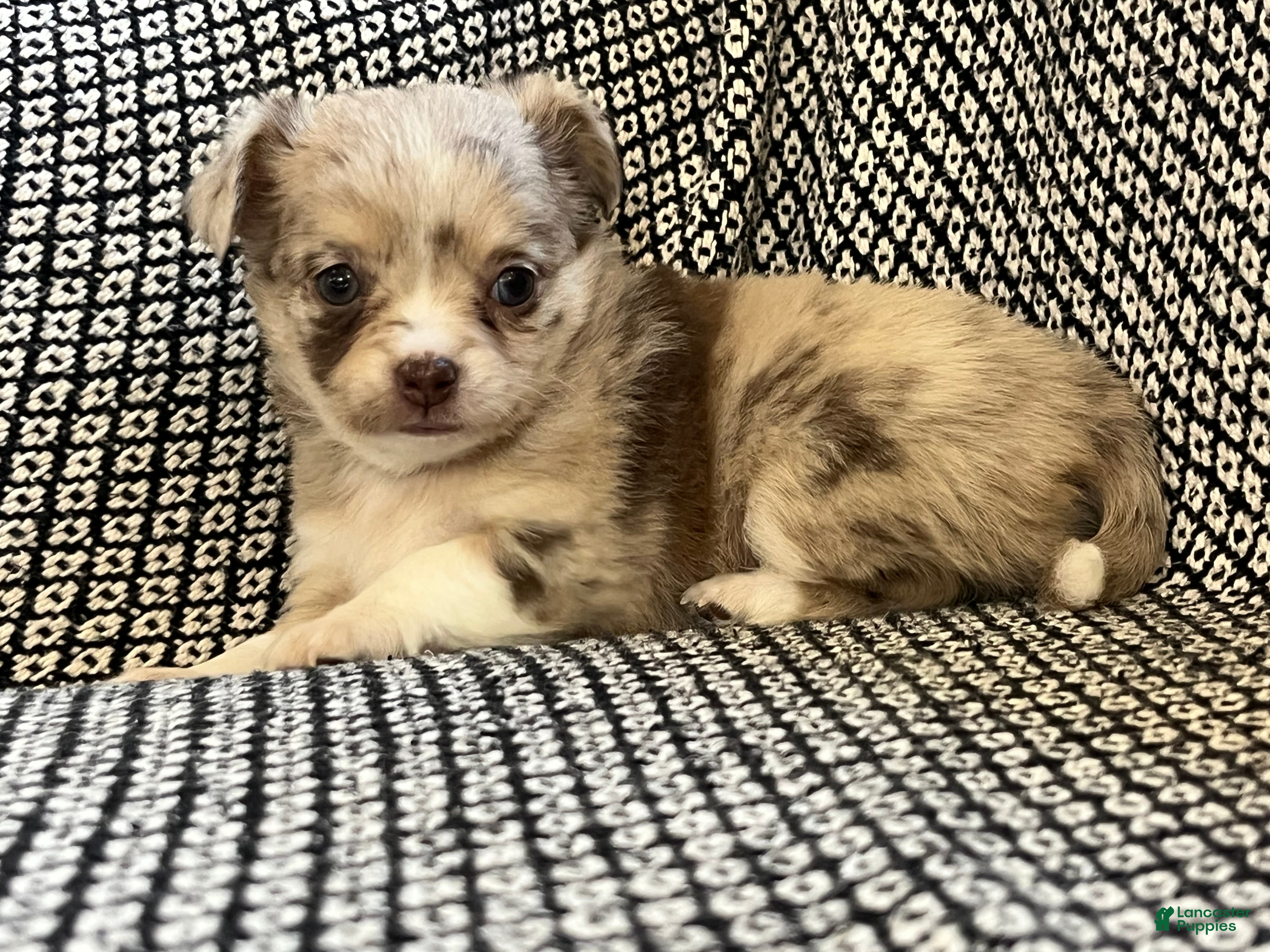 Chihuahua dogs Skylar - Ad 1