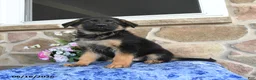 German Shepherd dogs for sale: Simba - Ad 1