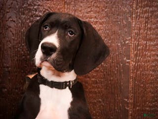 Great Dane dogs Lilah - Ad 37