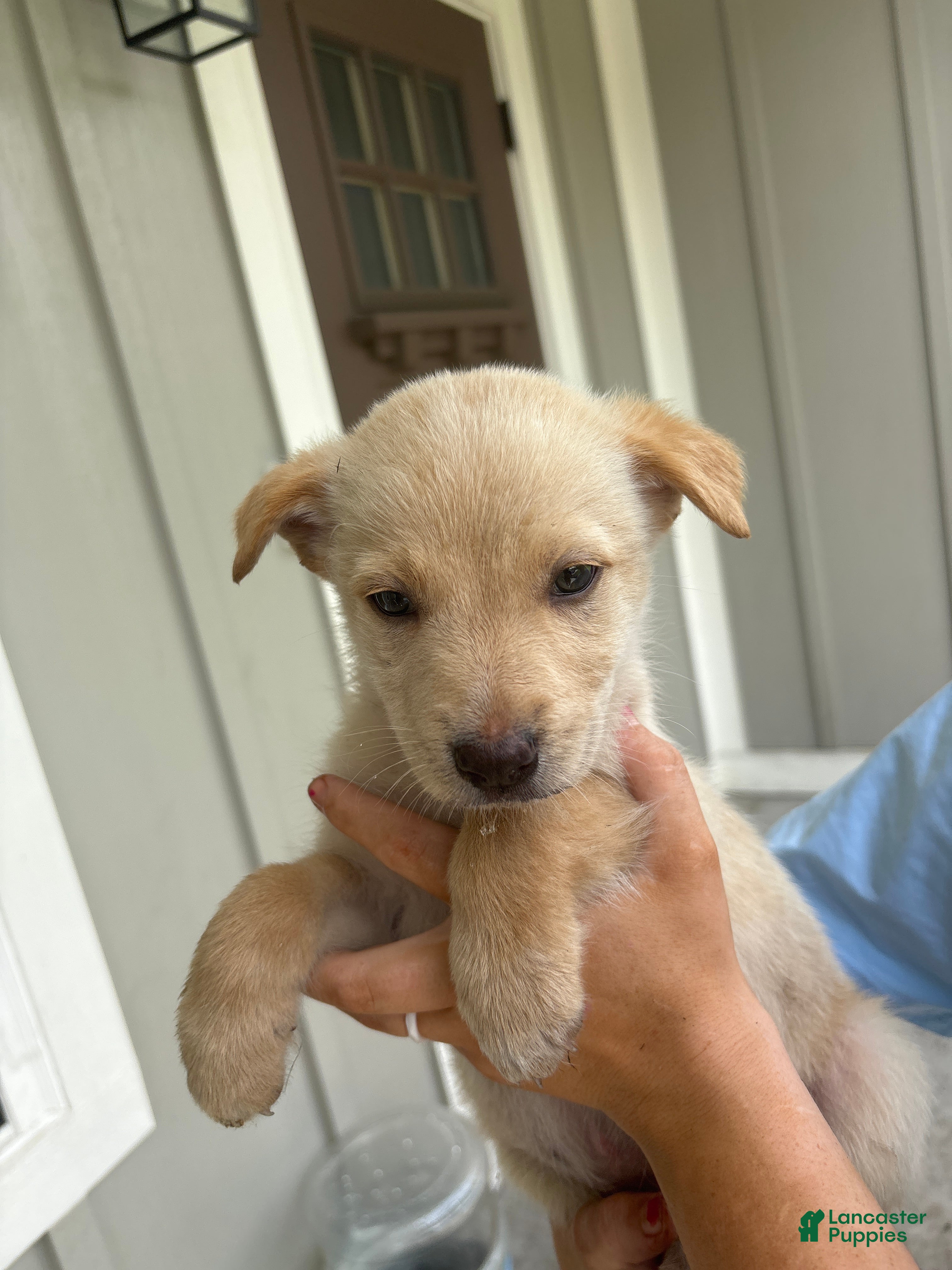 Mixed Breed dogs Mixed Breed Puppy 4 - Ad 6