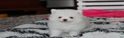 Pomeranian dogs for sale: Bianca  - Ad 7
