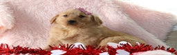 Golden Retriever dogs for sale: Leah - Ad 1