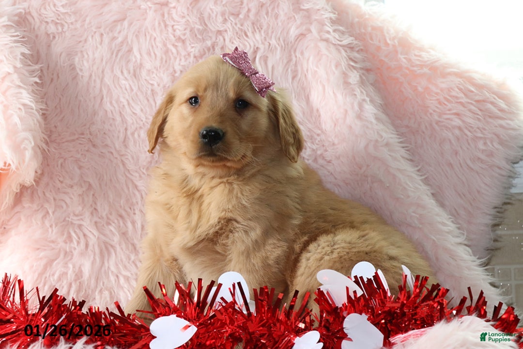 Golden Retriever dogs for sale: Leah - Ad 1