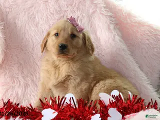 Golden Retriever dogs Leah - Ad 34