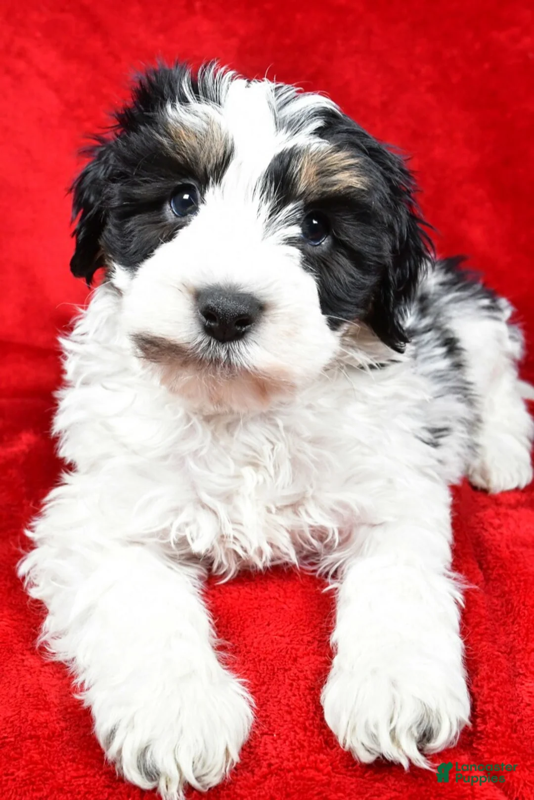 Mixed Breed dogs for sale: Thomas - Ad 5