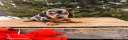 Miniature Dachshund dogs for sale: Sandra - Ad 3