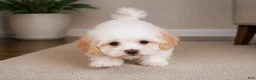 Maltipoo dogs for sale: Daisy - Ad 9