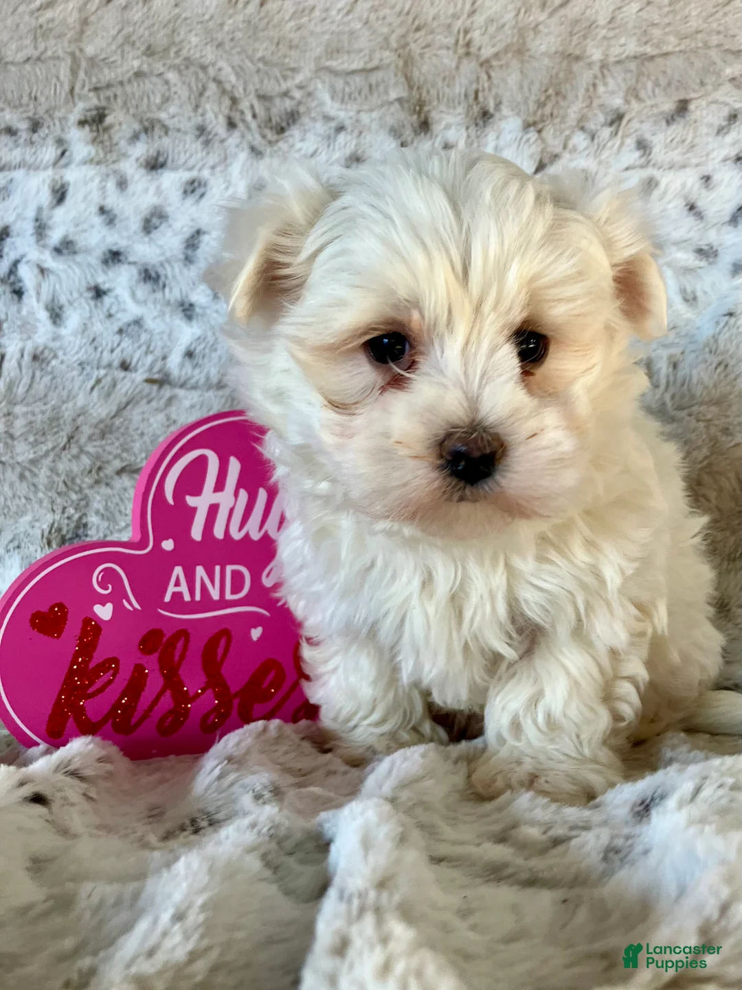 Maltese dogs for sale: Marley - Ad 5