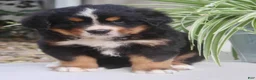 Bernese Mountain Dog dogs for sale: Chad - Ad 9