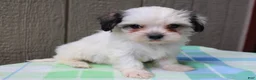 Mixed Breed dogs for sale: Kasper - Ad 4