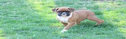 Boxer dogs for sale: Tanyon  - Ad 2