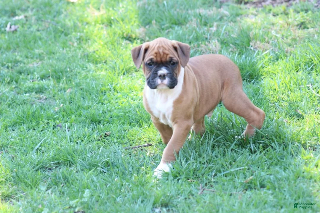Boxer dogs for sale: Tanyon  - Ad 2