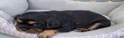 Cavalier King Charles Spaniel dogs for sale: Cavalier King Charles Spaniel 4 - Ad 3