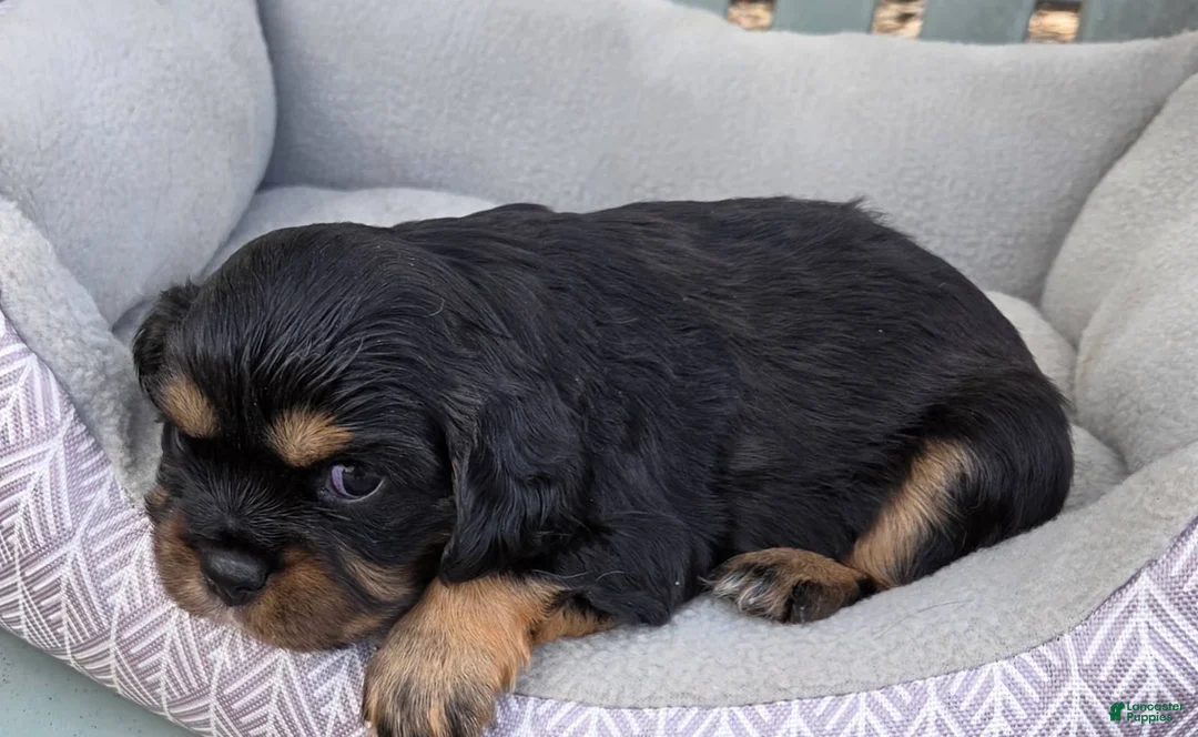 Cavalier King Charles Spaniel dogs for sale: Cavalier King Charles Spaniel 4 - Ad 3