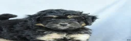 Mini Bernedoodle dogs for sale: Max - Ad 5
