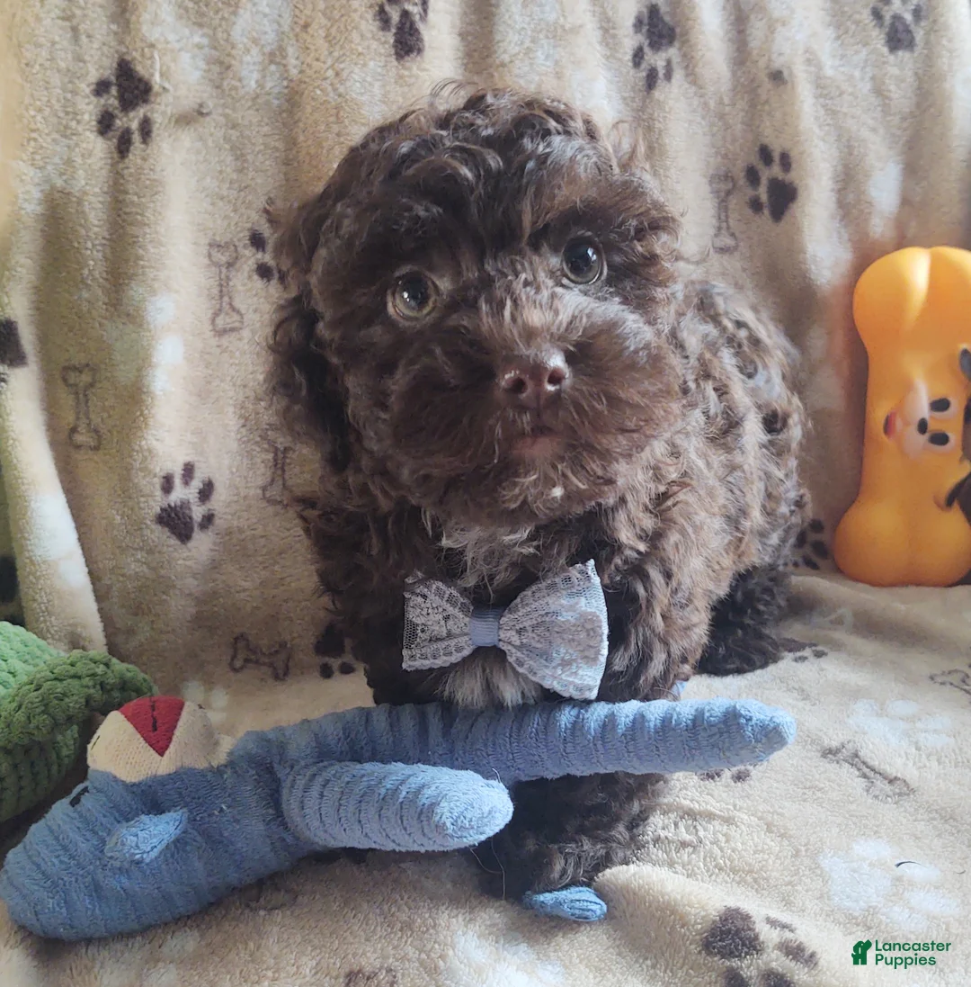 Maltipoo dogs for sale: Chocolate Chunk  - Ad 8