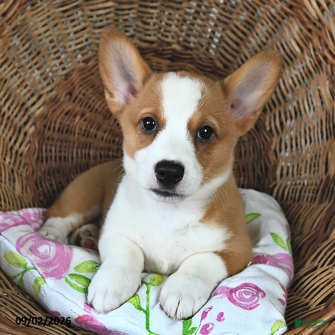 Welsh Corgi Pembroke dogs for sale: Rosie  - Ad 2