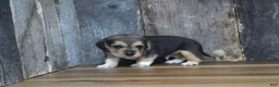 Beagle dogs for sale: Chase - Ad 5