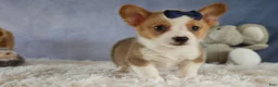 Welsh Corgi Pembroke dogs for sale: Zander 🐾 - Ad 10