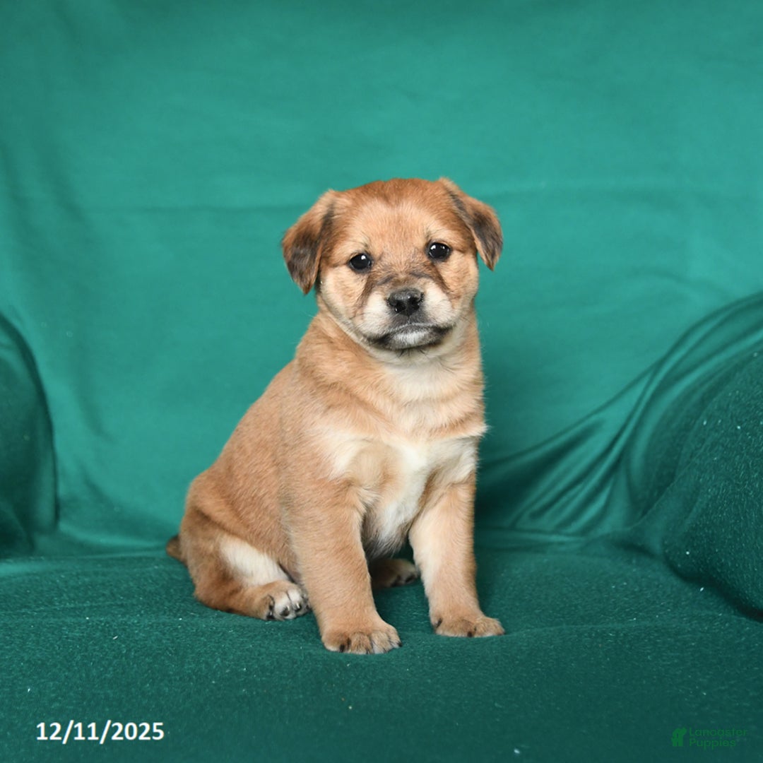 Mixed Breed dogs for sale: Jax - Ad 2