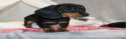 Miniature Dachshund dogs for sale: Hugo - Ad 10