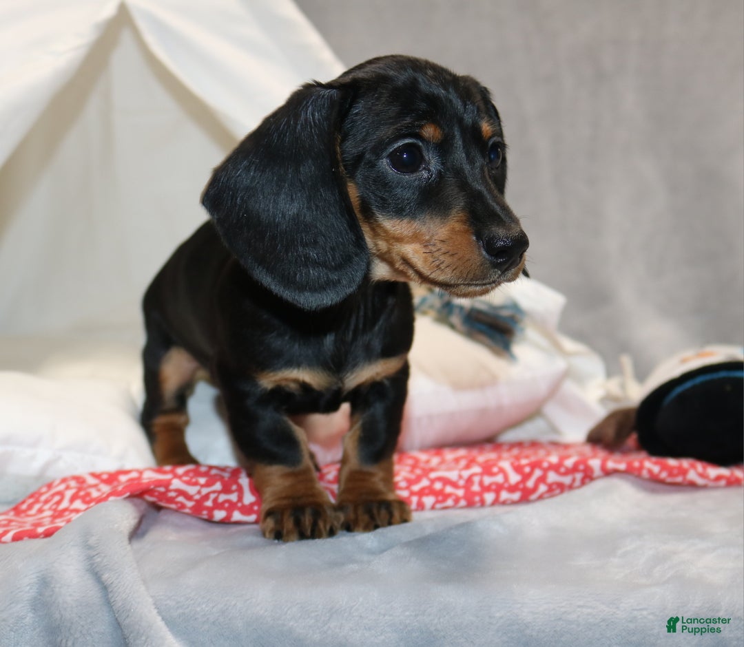 Miniature Dachshund dogs for sale: Hugo - Ad 10
