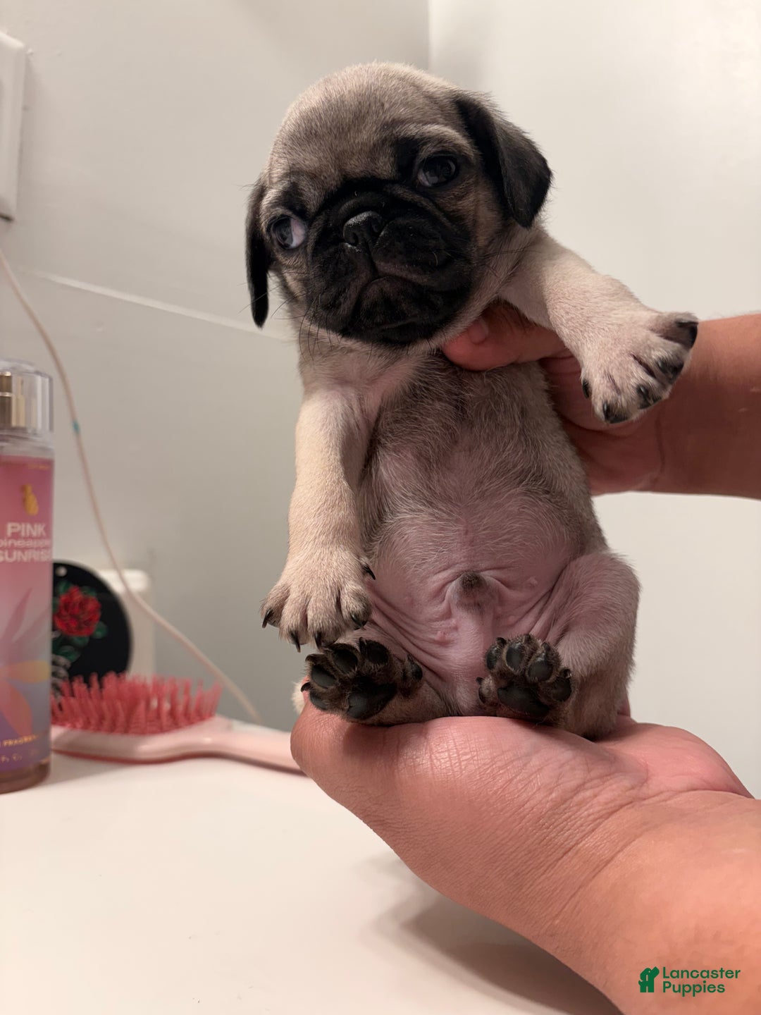 Pug dogs for sale: Pug Puppy 2 - Ad 1