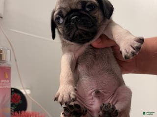Pug dogs Pug Puppy 2 - Ad 17