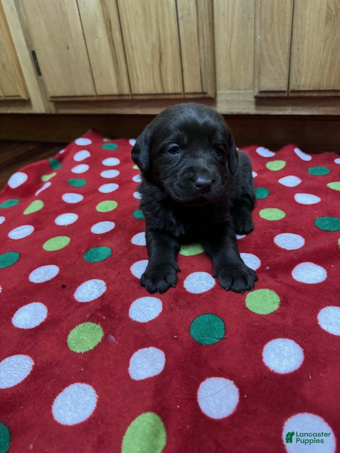 Labrador Retriever dogs for sale: Petal - Ad 2