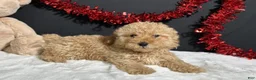 Toy Poodle dogs for sale: Andy - Ad 3