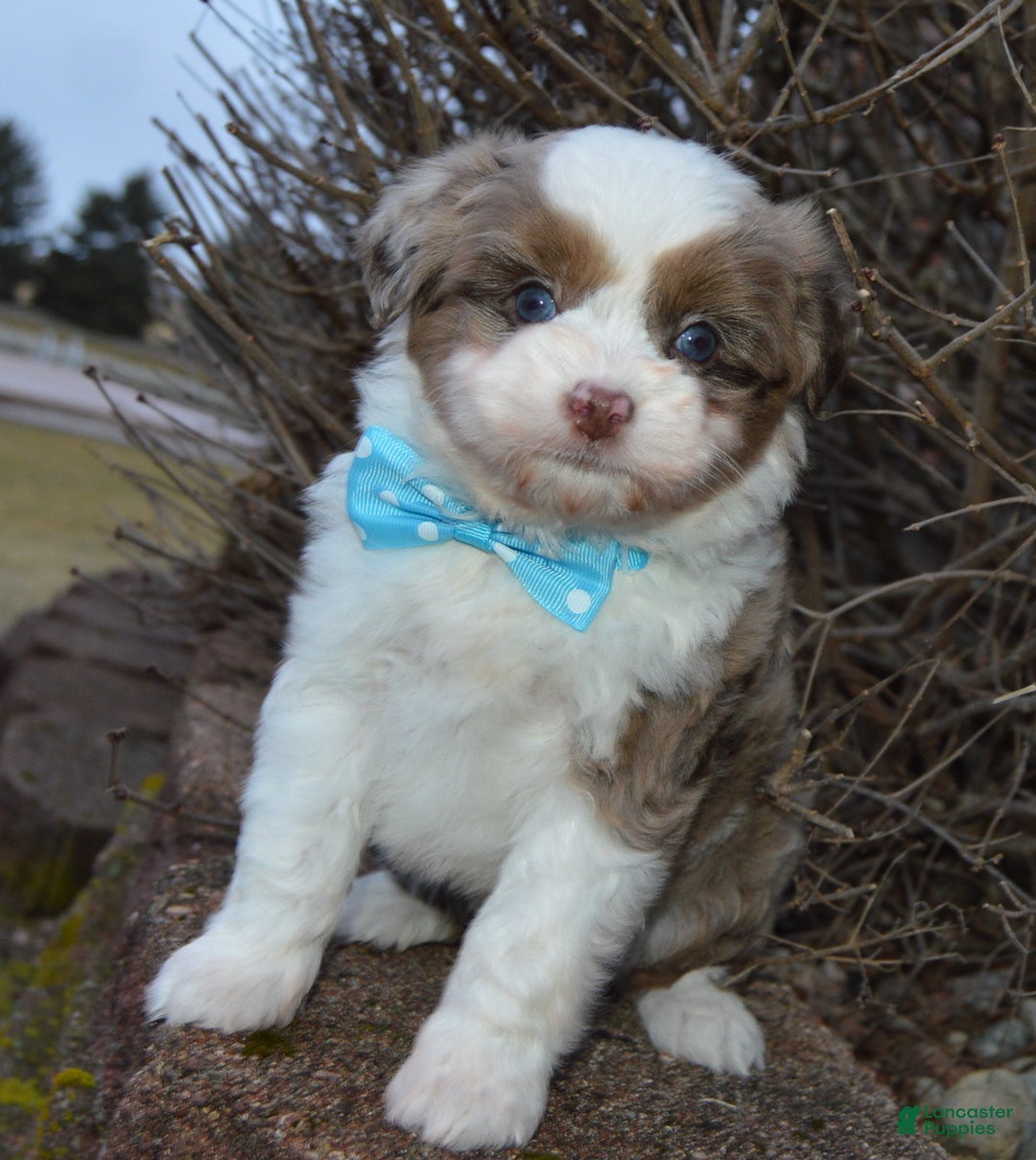 Mini Aussiedoodle dogs for sale: Toy Ace - Ad 11
