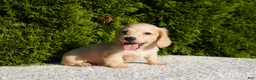 Miniature Dachshund dogs for sale: Theo - Ad 3