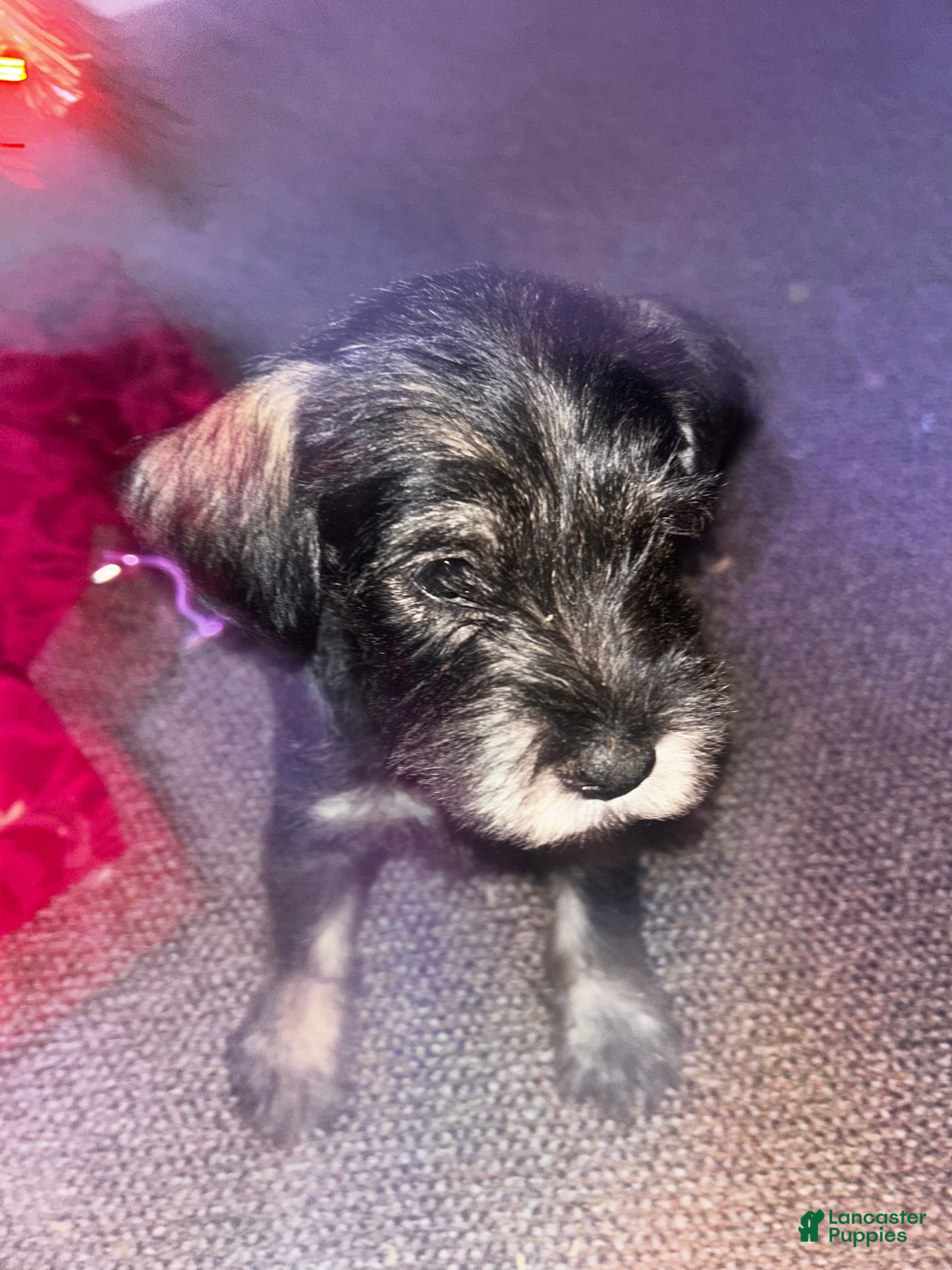 Standard Schnauzer dogs Snowflake - Ad 3