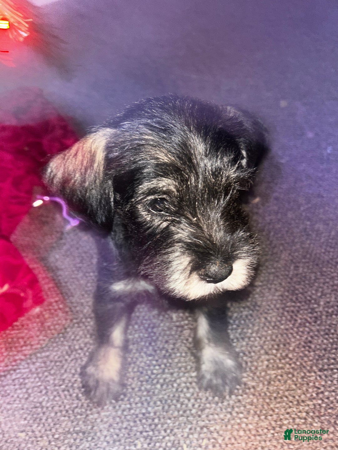 Standard Schnauzer dogs for sale: Snowflake - Ad 1