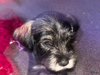 Standard Schnauzer dogs Snowflake - Ad 3