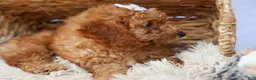 Miniature Poodle dogs for sale: WALTER - Ad 19