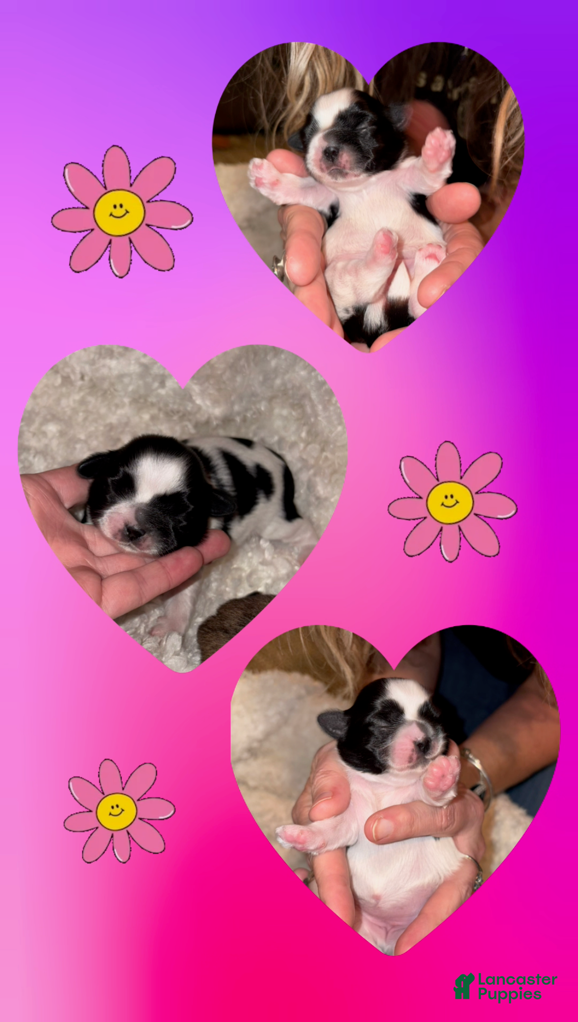 Shih Tzu dogs Shih Tzu Puppy 3 - Ad 16