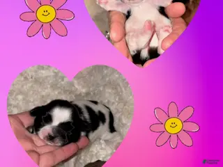 Shih Tzu dogs Shih Tzu Puppy 3 - Ad 23